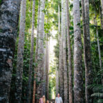 A family of four walks together on a path surrounded by tall, straight trees in a dense forest.