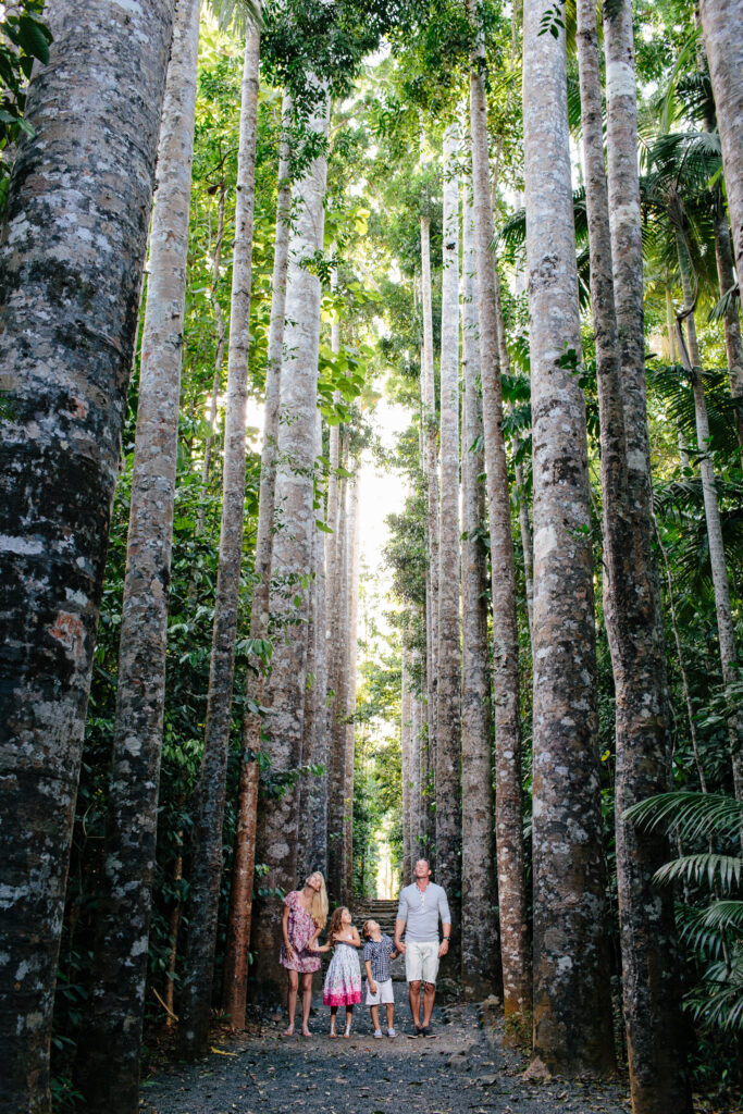 A family of four walks together on a path surrounded by tall, straight trees in a dense forest.