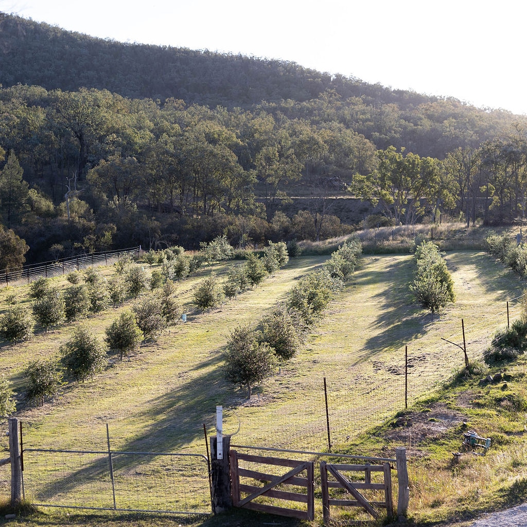 A fenced orchard with evenly spaced young trees, grassy rows, and a wooden gate in the foreground, set against a backdrop of forested hills.