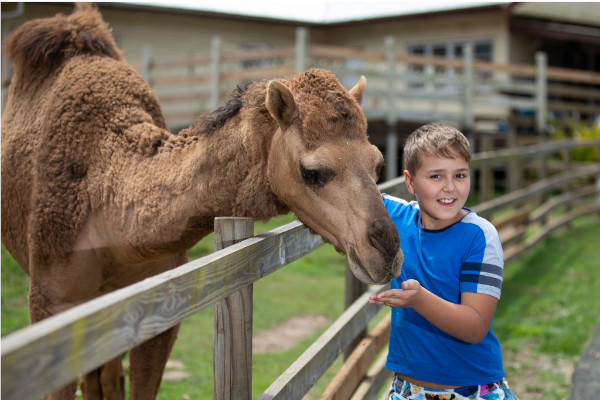 A boy in a blue shirt feeds a camel over a wooden fence at an outdoor animal enclosure.