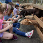 Children sit by a wooden fence feeding goats and sheep at a petting zoo.