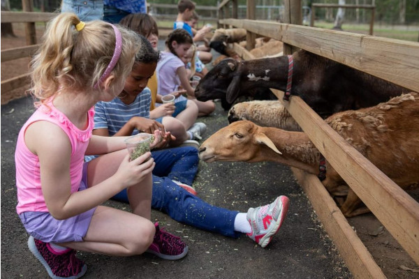Children sit by a wooden fence feeding goats and sheep at a petting zoo.