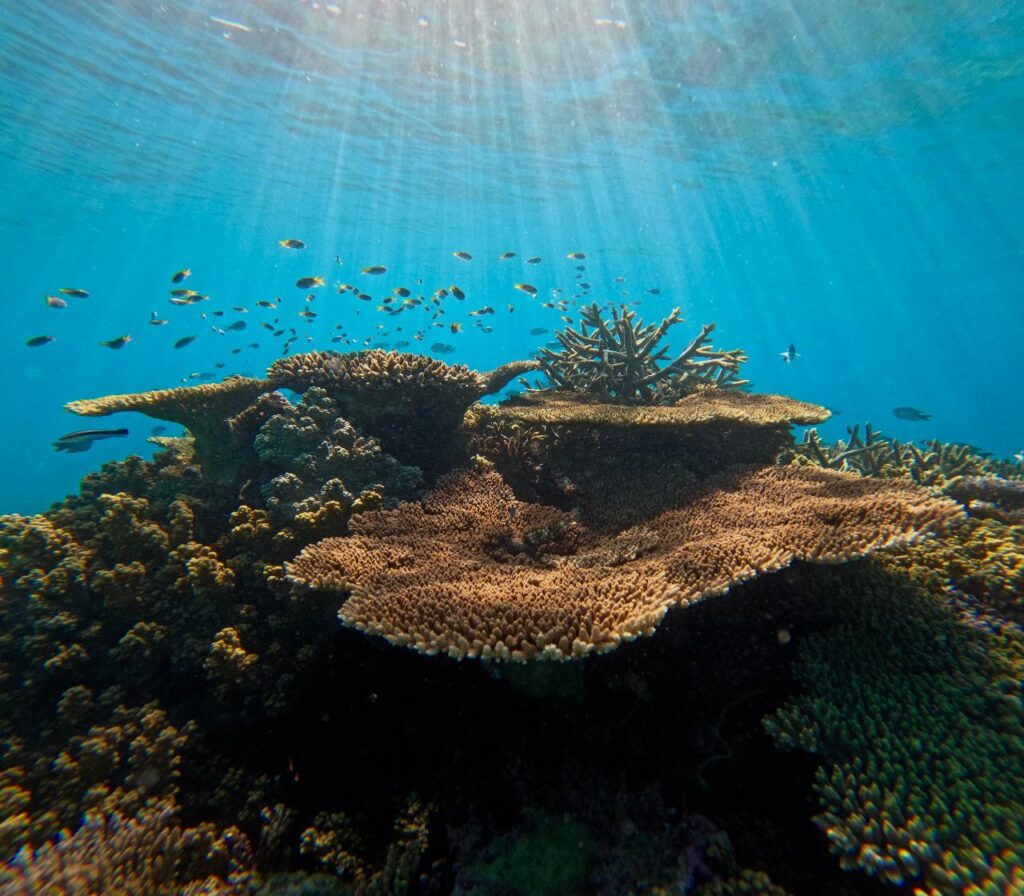 Sunlight filters through clear water onto a coral reef, with small fish swimming above and various coral formations visible in the foreground.