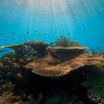 Sunlight filters through clear water onto a coral reef, with small fish swimming above and various coral formations visible in the foreground.