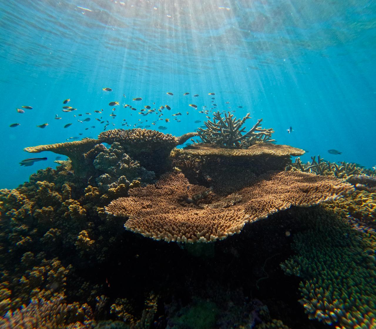 Sunlight filters through clear water onto a coral reef, with small fish swimming above and various coral formations visible in the foreground.