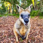 A kangaroo stands on leaf-covered ground in a forested area, facing the camera with its front paws held close to its chest.