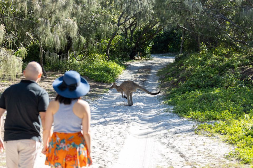 Two people walk on a sandy path toward a kangaroo standing ahead, surrounded by green bushes and trees.