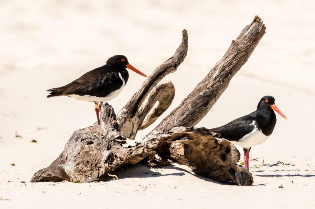 Two black and white oystercatchers with orange beaks stand on and near driftwood on a sandy beach.