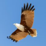 A brown and white eagle with outstretched wings soars against a clear blue sky.
