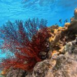 Red sea fan coral and various corals on a reef, with several small fish swimming in clear blue water above.