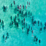 Aerial view of a large group of dolphins swimming together in clear, shallow turquoise water.