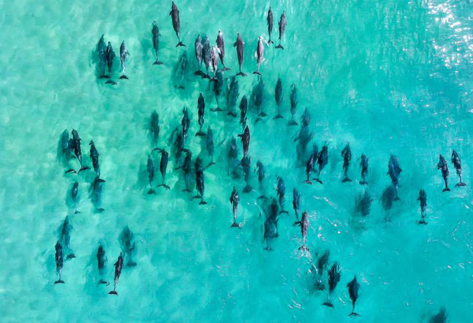 Aerial view of a large group of dolphins swimming together in clear, shallow turquoise water.