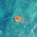 A sea turtle swims alone near the surface of clear, turquoise water, viewed from above.