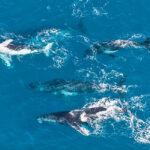 Aerial view of four humpback whales swimming together in clear blue ocean water, with white patterns visible on their bodies.