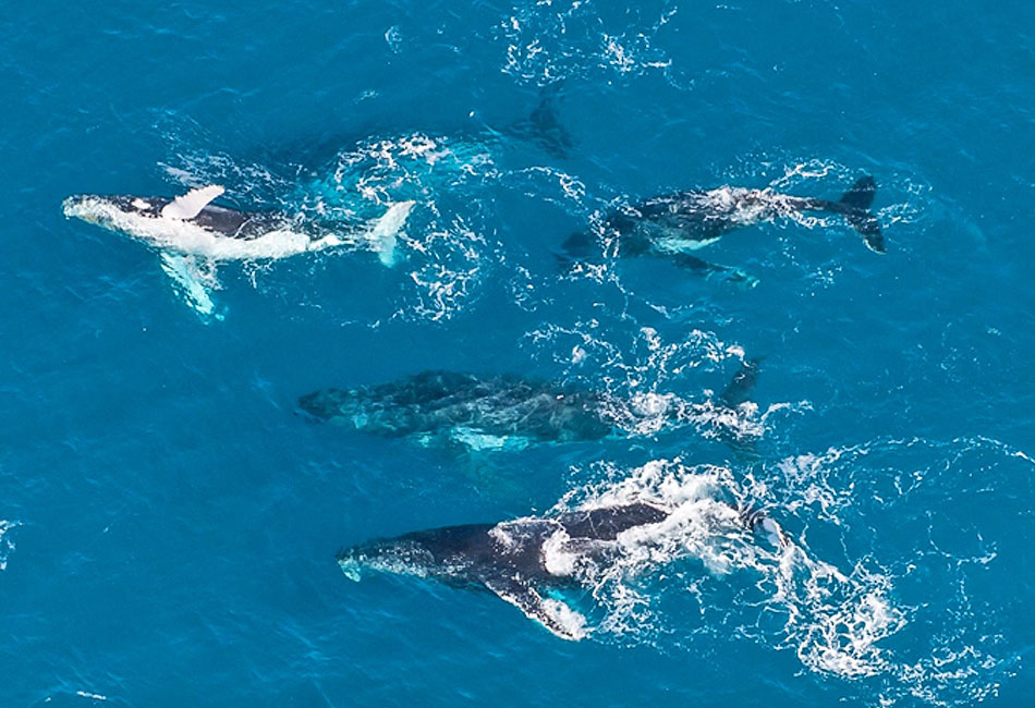 Aerial view of four humpback whales swimming together in clear blue ocean water, with white patterns visible on their bodies.