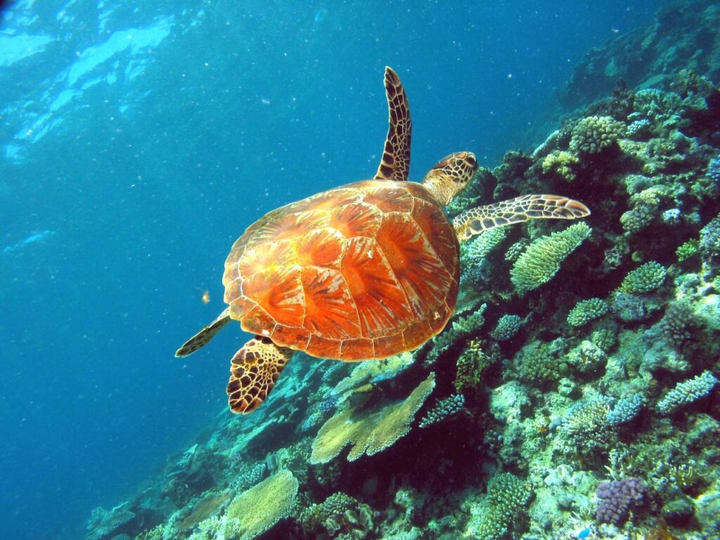 Sea turtle swimming above a coral reef in clear blue water, surrounded by various types of coral and marine life.