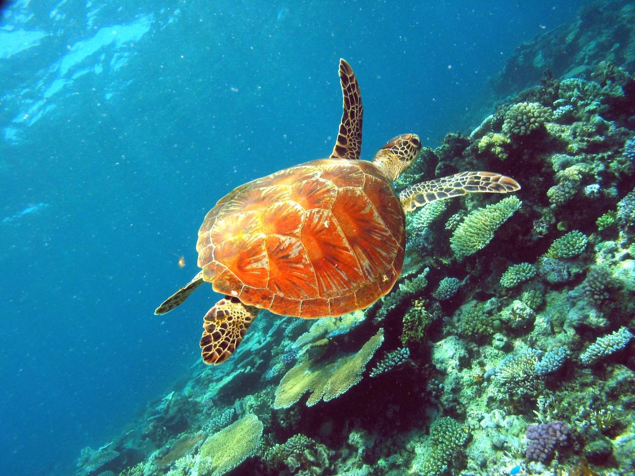 Sea turtle swimming above a coral reef in clear blue water, surrounded by various types of coral and marine life.