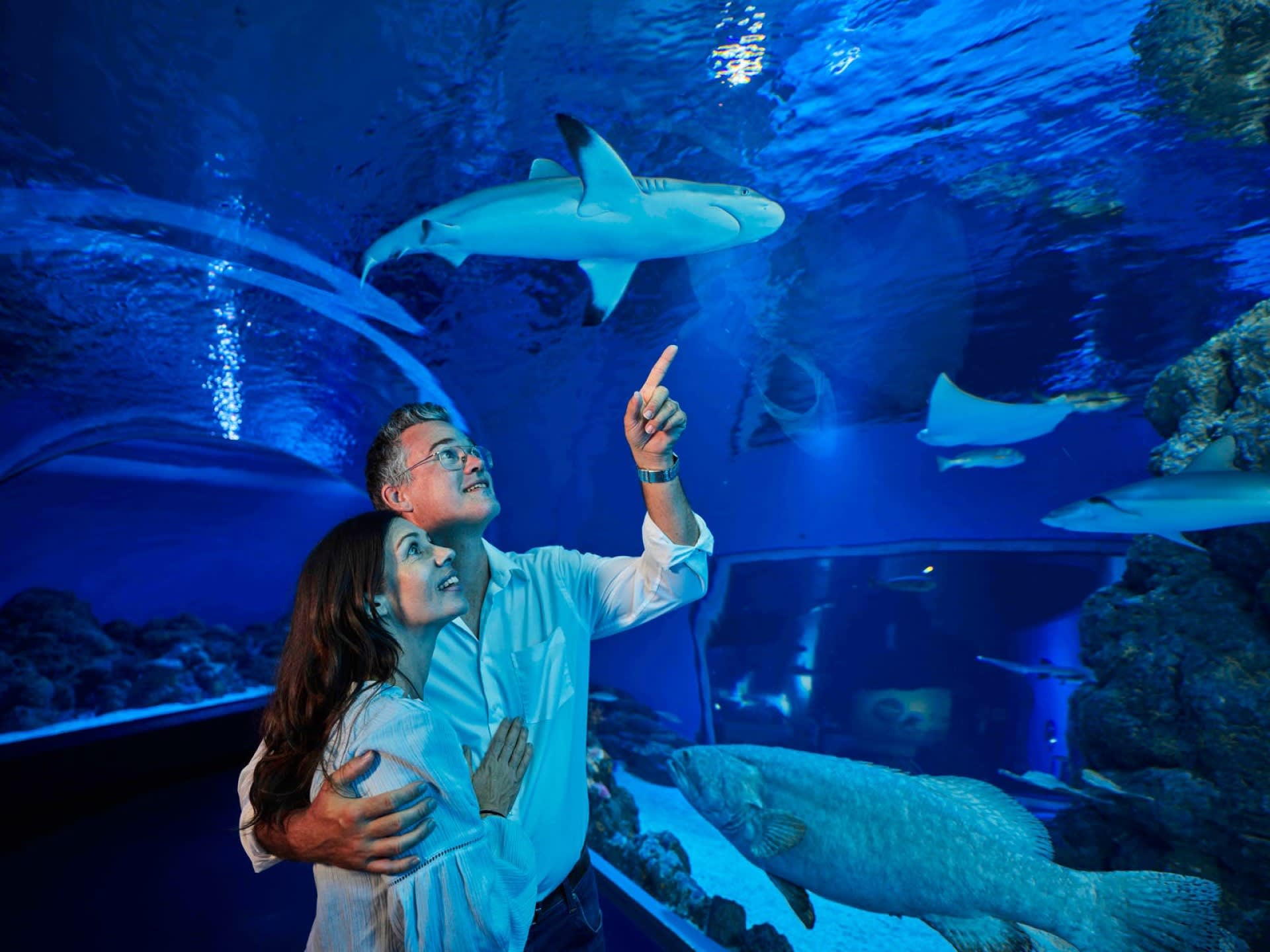A couple stands together in an aquarium tunnel, looking up and pointing at a shark swimming overhead with other fish visible in the blue-lit water.