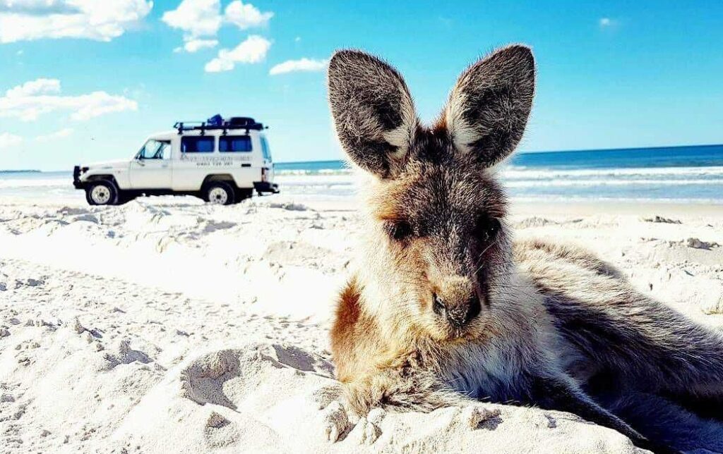 A kangaroo rests on white sand with a white SUV in the background near the shoreline under a blue sky.