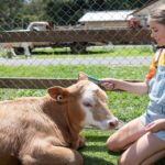 A young girl in a tie-dye shirt and denim overalls brushes a calf lying on the grass next to a wire fence at a farm.