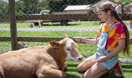 A young girl in a tie-dye shirt and denim overalls brushes a calf lying on the grass next to a wire fence at a farm.