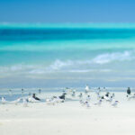 A group of seabirds stands and walks along a sandy beach with turquoise ocean water and gentle waves in the background.