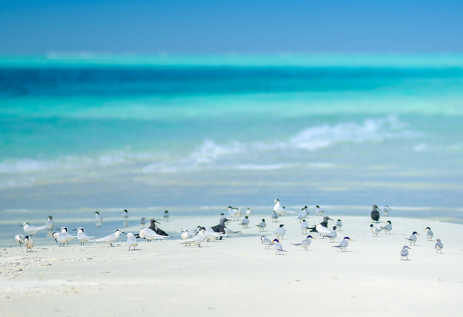 A group of seabirds stands and walks along a sandy beach with turquoise ocean water and gentle waves in the background.